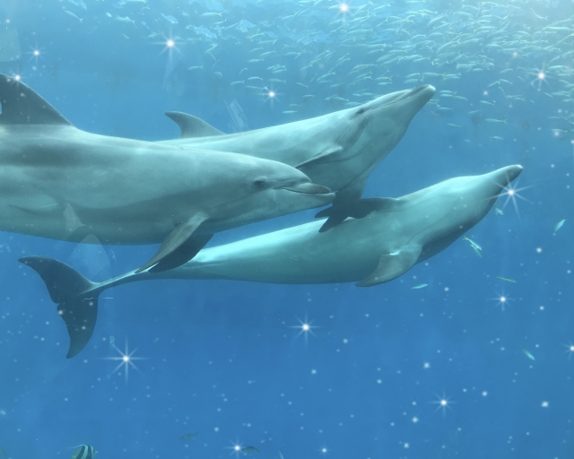 にゃんと素敵な英会話教室| 8月の親子レッスン