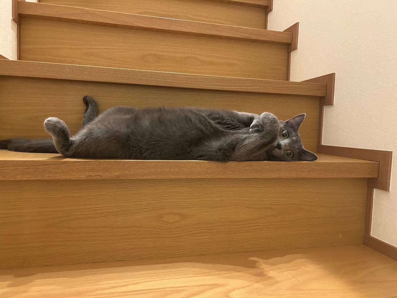 11月予備日のお知らせ｜にゃんと素敵な英会話教室